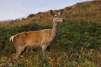 《群星》全新DLC“Astral Planes”公布 发售日待定